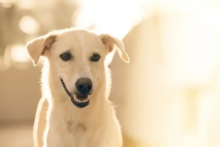 Cães como Suporte Emocional: Como a Presença Canina Transforma Vidas e Promove o Bem-Estar