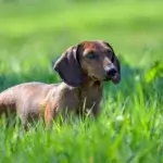 Cão Bassê