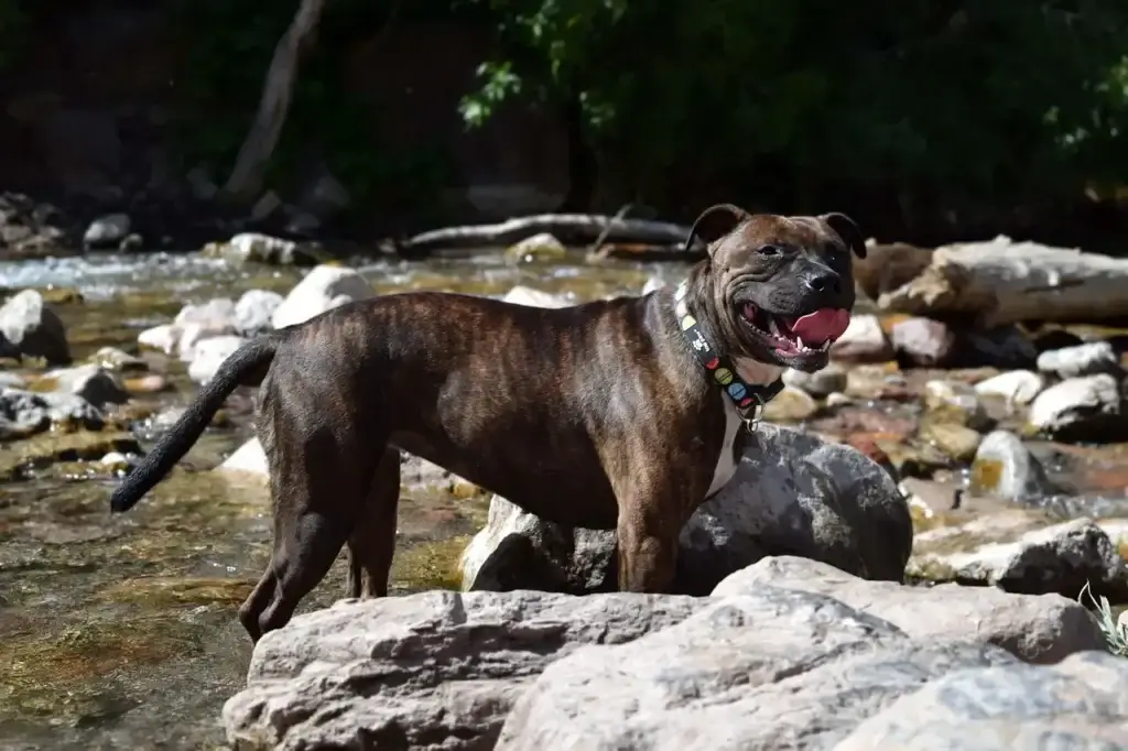 Como Acalmar um Cachorro Inquieto: Dicas Práticas para Proteger a Saúde Mental do Seu Melhor Amigo