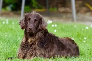 Como Escolher a Cama Ideal para Seu Cachorro: Conforto e Saúde em Primeiro Lugar