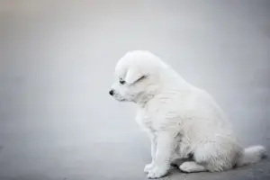 Como Escolher a Escada Ideal para Facilitar o Acesso do Seu Cachorro a Locais Elevados
