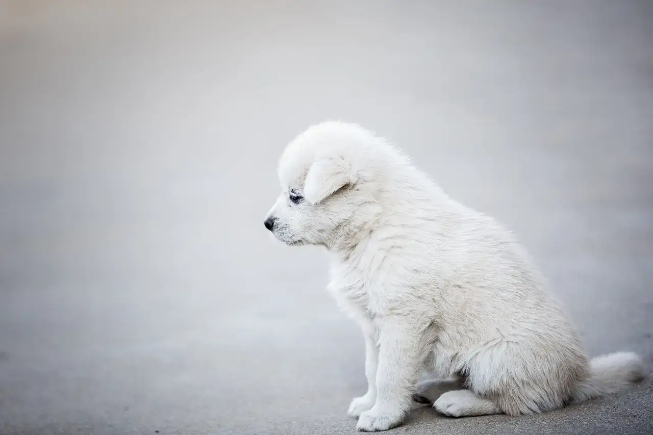 Como Escolher a Escada Ideal para Facilitar o Acesso do Seu Cachorro a Locais Elevados