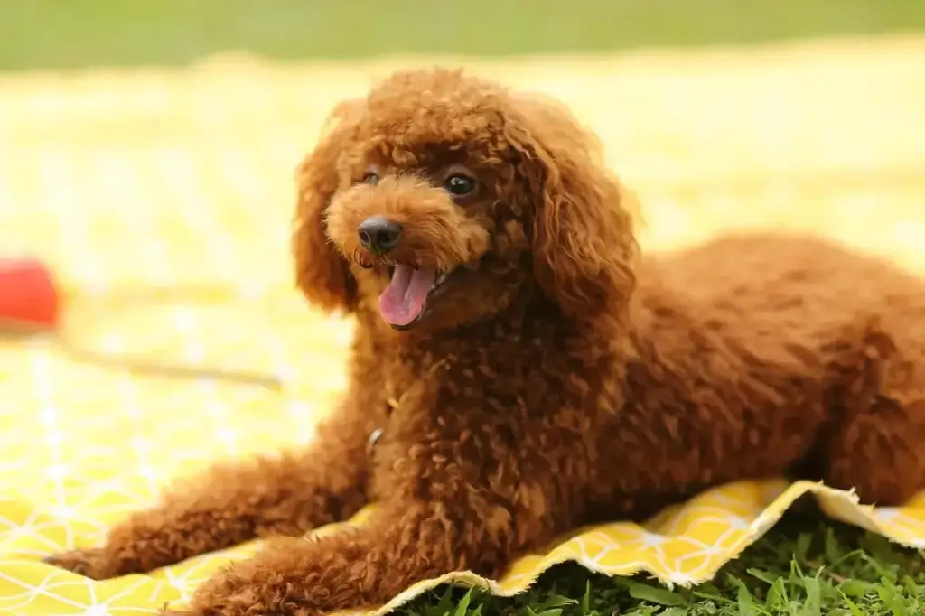 Tapete Higiênico para Cachorro: O Guia Completo para Donos de Pets 1 Como Escolher o Tapete Higiênico Ideal para seu Cachorro: Dicas e Avaliações