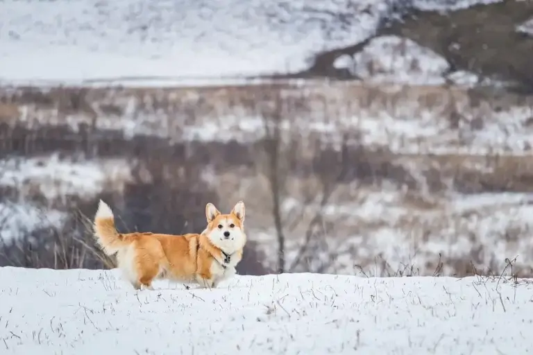 Como Proteger Seu Cachorro do Frio: Dicas Essenciais para o Inverno