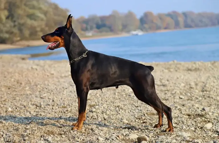 Doberman: Inteligência, Lealdade e Proteção em um Companheiro Elegante 5 Criar um Doberman: 7 Dicas para um Companheiro Ideal