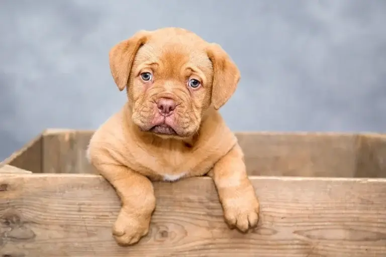 Descubra Onde Seu Cachorro Pode Pegar Fungos e Como Proteger a Saúde Deles