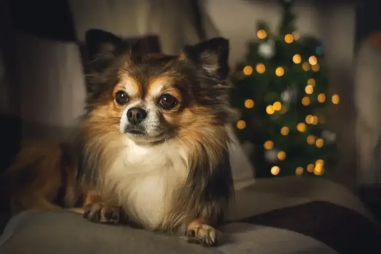 Descubra as Melhores Raças de Cachorro Pequeno: Companheiros Ideais para Qualquer Estilo de Vida