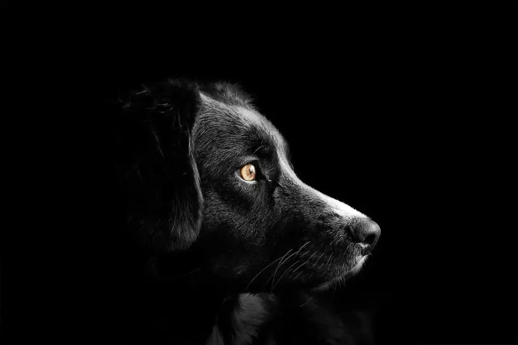 Desvendando o Comportamento do Cachorro Alfa: O Que Significa e Como Identificá-lo
