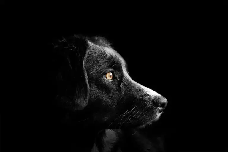 Desvendando o Comportamento do Cachorro Alfa: O Que Significa e Como Identificá-lo