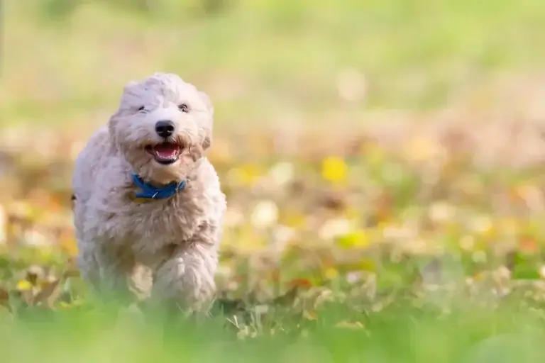 Desvendando o Mundo dos Cães Sem Olhos: Cuidados e Adaptações Necessárias