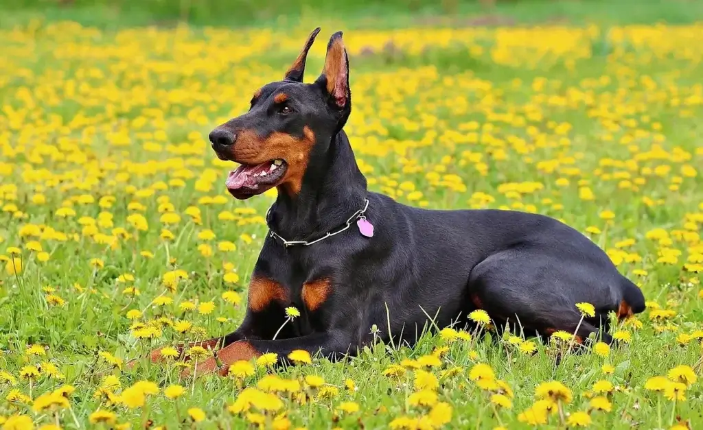 Cachorro Doberman: Guia Completo sobre Cuidados e Temperamento 1 Doberman Cão