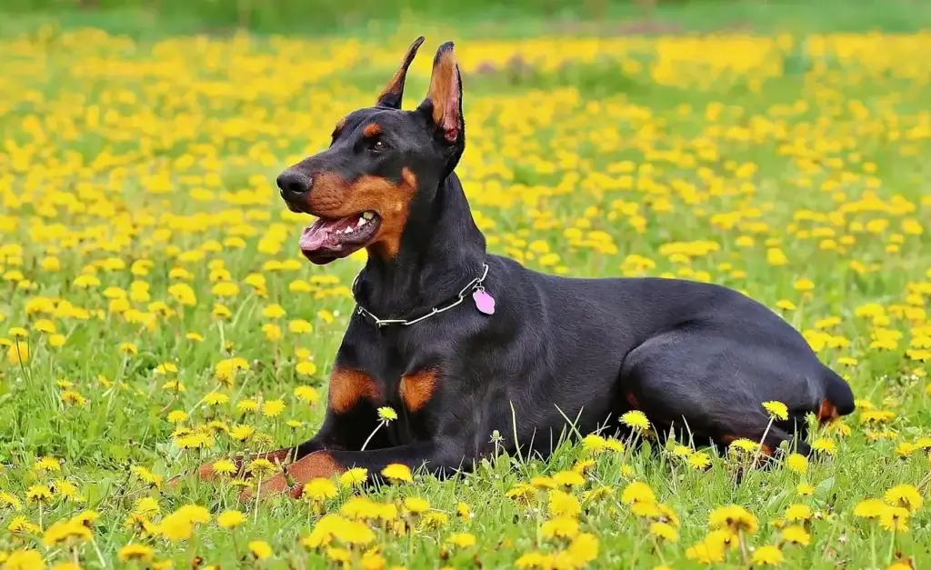 Doberman Europeu: A Evolução da Raça e seu Impacto na Segurança Moderna