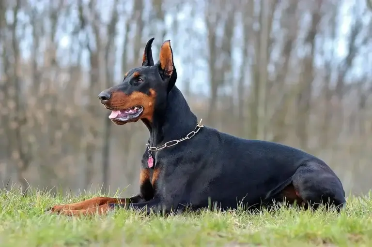 Doberman: Inteligência, Lealdade e Proteção em um Companheiro Elegante 6 Doberman é Bravo? Entenda o Comportamento Dessa Raça Poderosa!