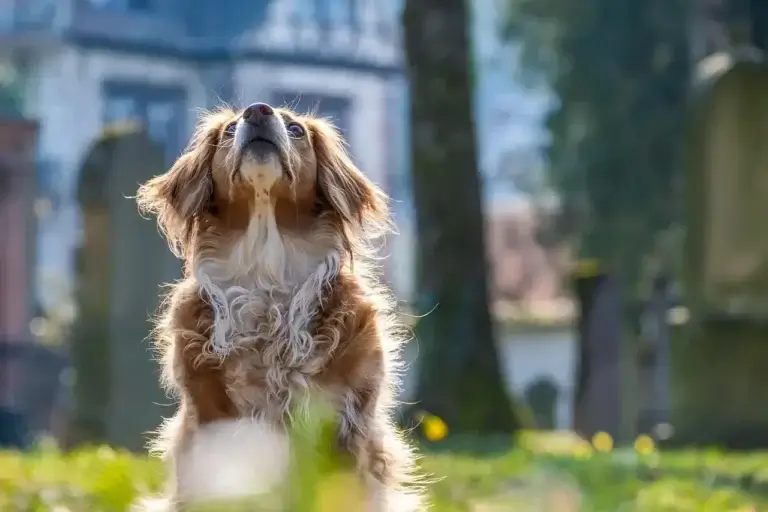 Entendendo a Idade do Seu Cão: O Que Significam 7 Anos na Vida Canina?
