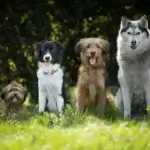 Filhote de Bordercollie