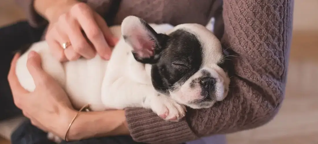Inicio 6 Filhote de Buldogue