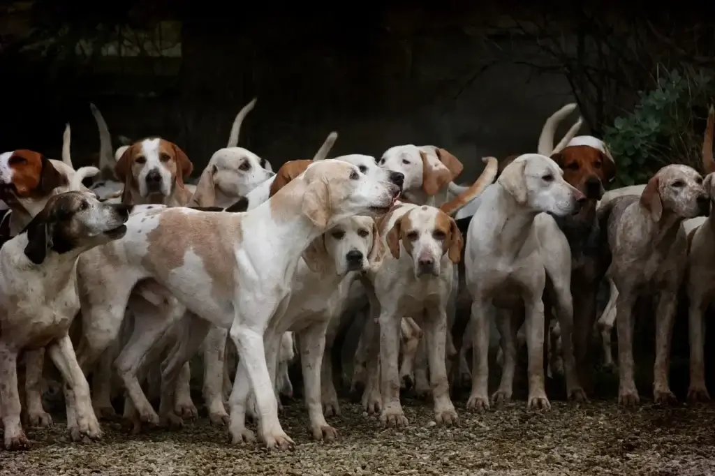 Os Lugares Surpreendentes Onde Seu Cachorro Sente Cocegas