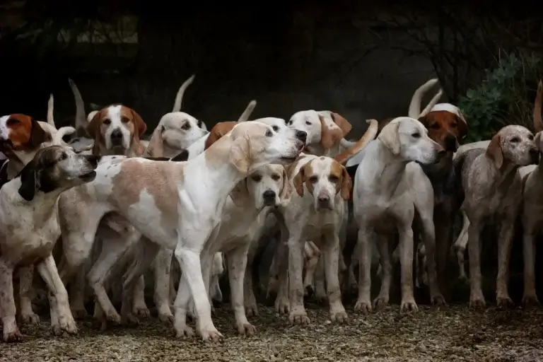 Os Lugares Surpreendentes Onde Seu Cachorro Sente Cocegas