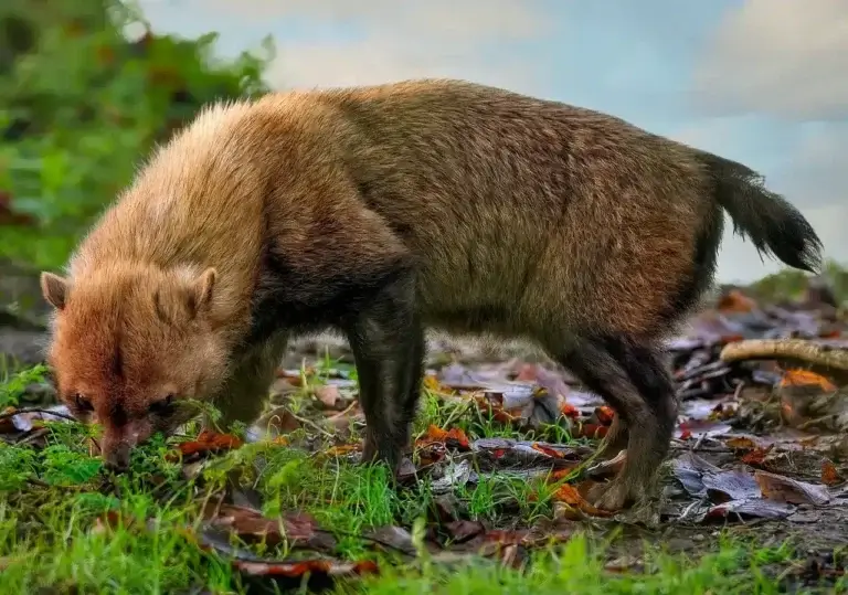 Os Segredos Alimentares do Cachorro do Mato: O Que Realmente Comem na Natureza