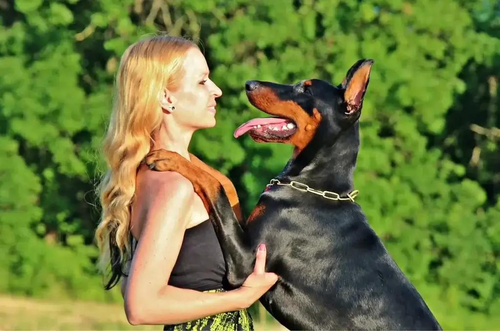 Os Segredos do Doberman Pinscher: Como Criar e Treinar um Companheiro de Confiança