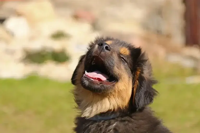 Por que Meu Cachorro Uiva Durante o Dia? Entenda os Comportamentos e Sinais