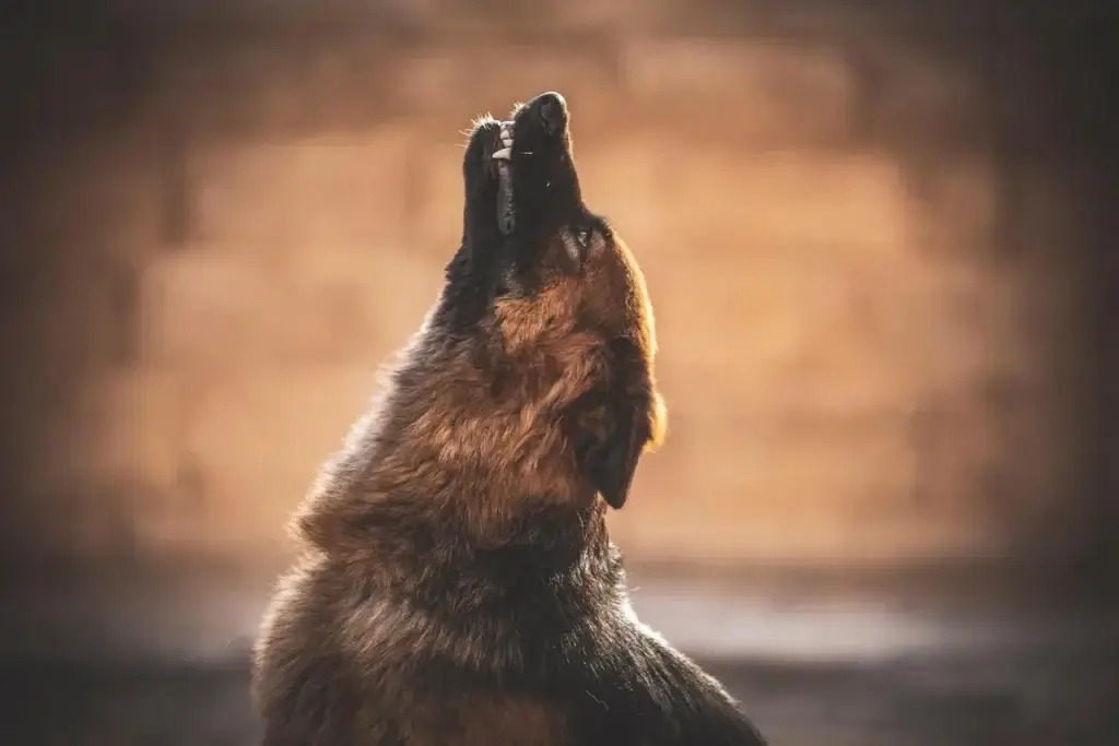 Porque Cachorro Uiva: Entenda os Motivos Por Trás do Comportamento
