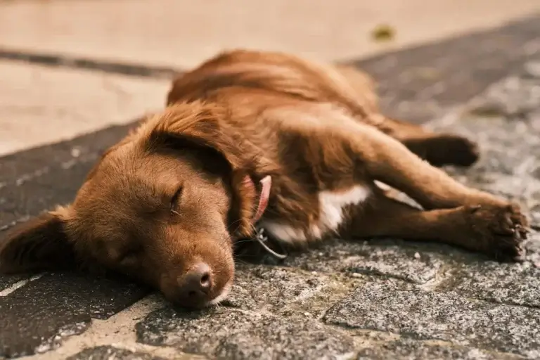 Prednisolona para Cachorro: O Que Você Precisa Saber Agora
