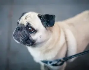 Pug