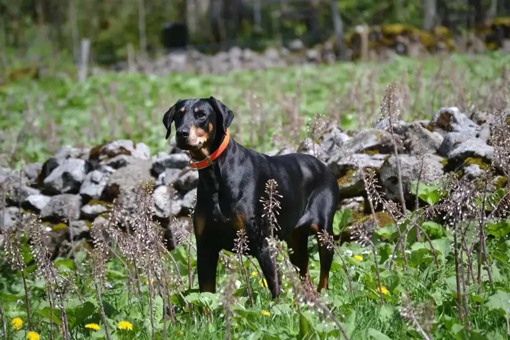 Quanto Custa um Doberman no Brasil? Descubra Todos os Detalhes!