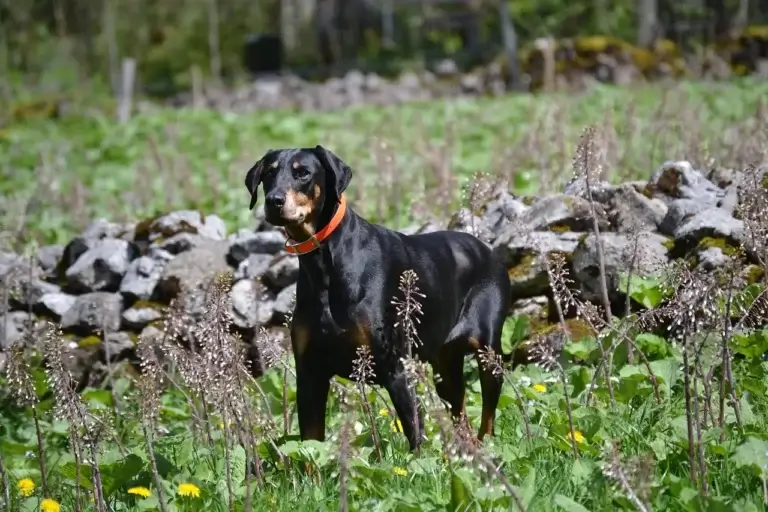 Doberman: Inteligência, Lealdade e Proteção em um Companheiro Elegante 7 Quanto Custa um Doberman no Brasil? Descubra Todos os Detalhes!
