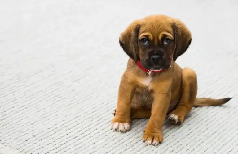 Quanto Vale 1 Ano de Vida do Seu Cachorro? Entenda A Importância de Cada Momento com Ele