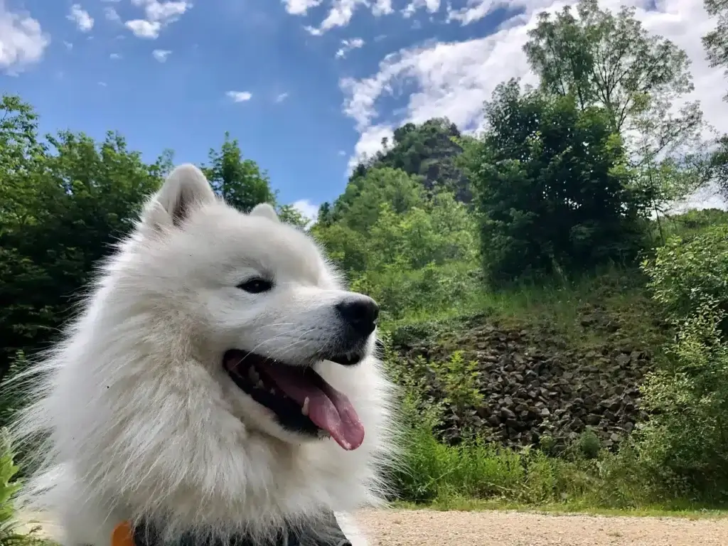 Samoyed Cachorro Mais Caro do Mundo