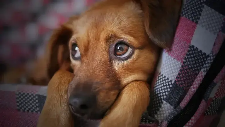 Vacinas para Cachorros: O Guia Completo para Proteger Seu Melhor Amigo