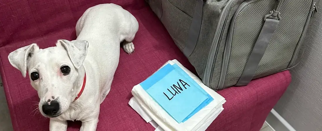 Inicio 5 cachorra luna