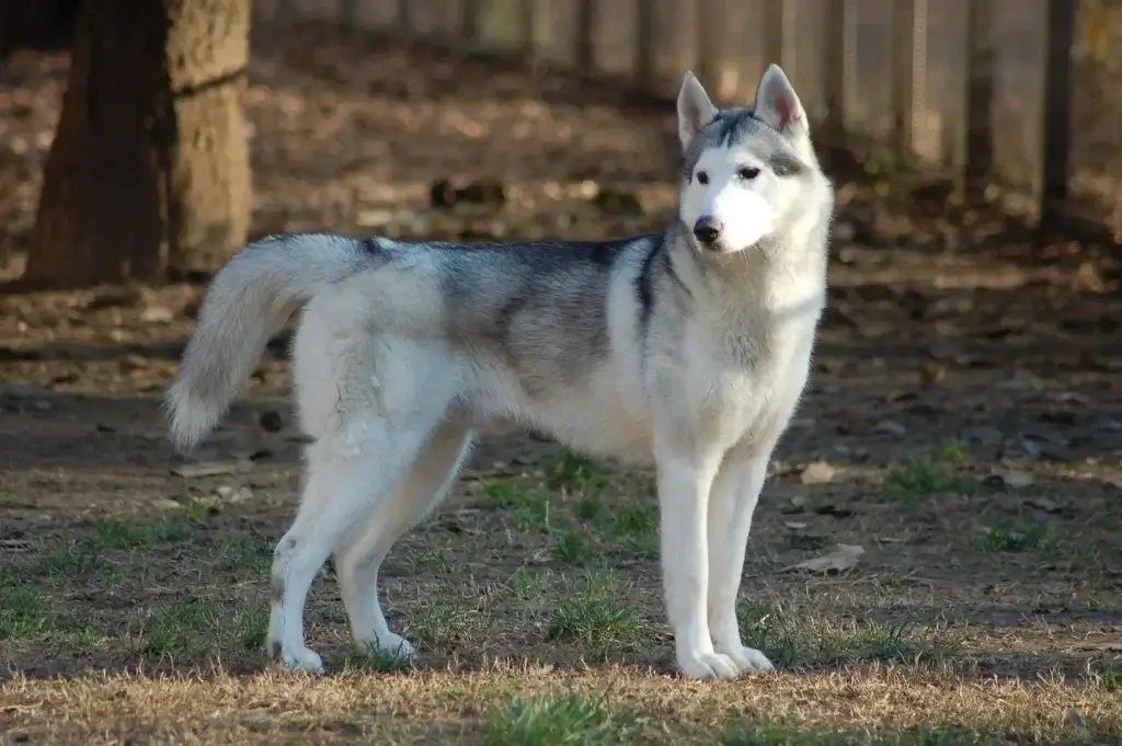 Como Cuidar do Seu Husky Siberiano: Guia Completo para Tutores
