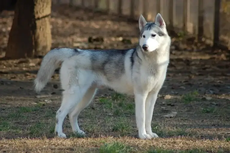 Como Cuidar do Seu Husky Siberiano: Guia Completo para Tutores