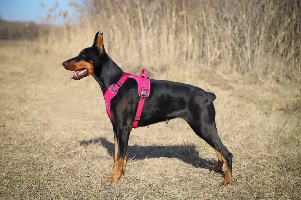 Doberman com Cauda : 5 Razões para Amar Essa Aparência Única