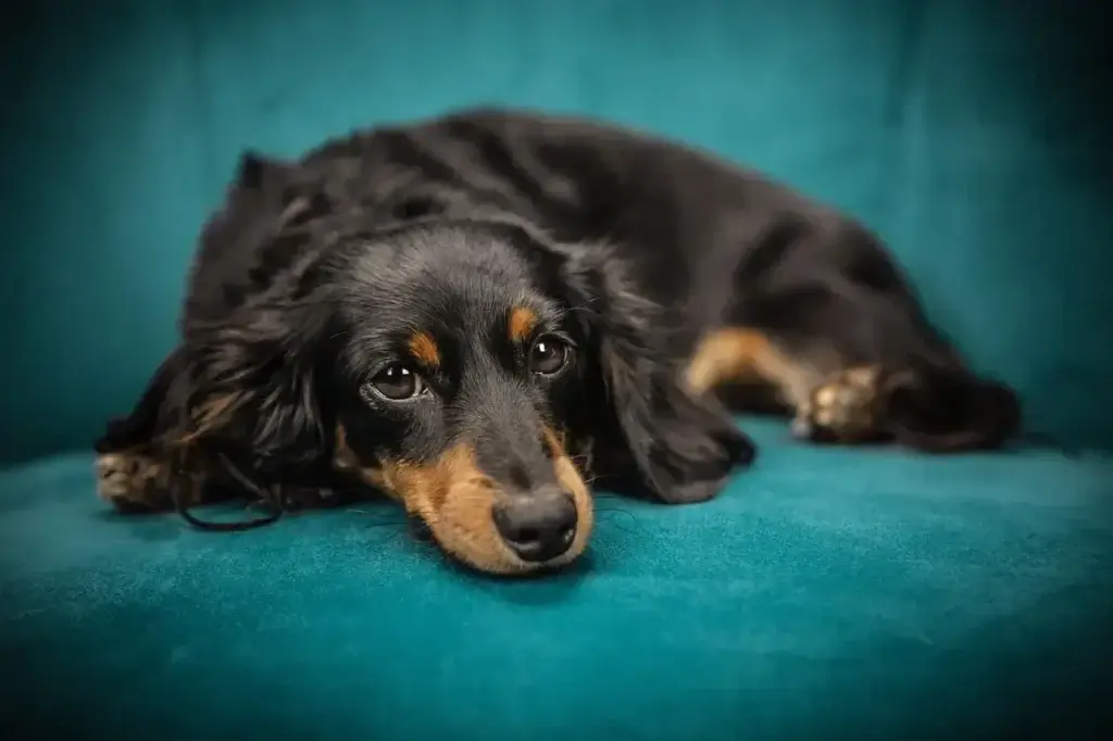 Febre em Cachorros: 5 Sintomas que Você Não Pode Ignorar