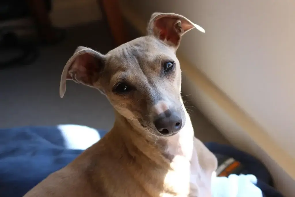 Galgo 1 Galgo italiano