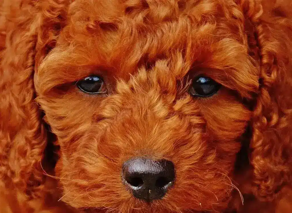 Poodle Cachorro: 5 Dicas para Cuidar do Seu Melhor Amigo