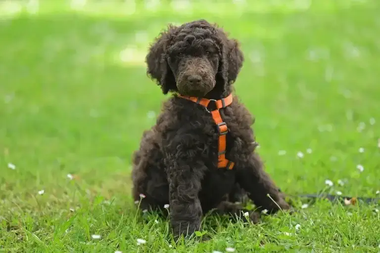 Poodle: O Guia Completo sobre Saúde e Cuidados para Seu Pet 4 Poodle Raça: 7 Curiosidades que Você Precisa Saber Sobre Eles