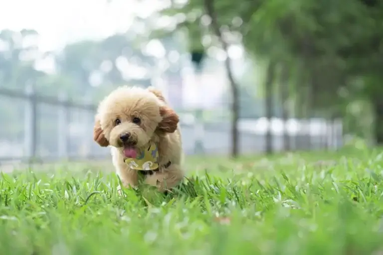 Poodle: O Guia Completo sobre Saúde e Cuidados para Seu Pet 5 Poodle Toy: 5 Cuidados Essenciais para Seu Melhor Amigo