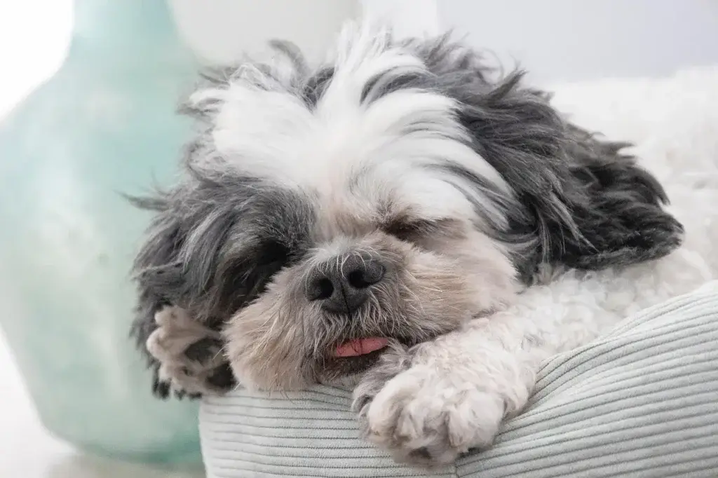 Shih Tzu: 7 Cuidados Essenciais para Manter seu Cão Saudável