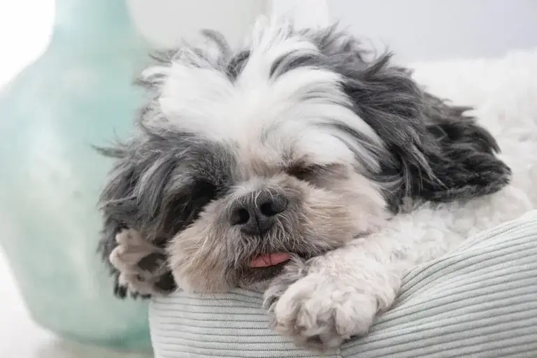 Shih Tzu: O Companheiro Imperial de Coração Vibrante - Guia Completo da Raça 3 Shih Tzu: 7 Cuidados Essenciais para Manter seu Cão Saudável