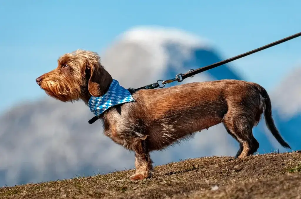 Adestramento e Comportamento Canino: Construindo uma Relação Equilibrada
