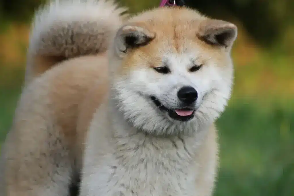Akita 1 cachorro Akita