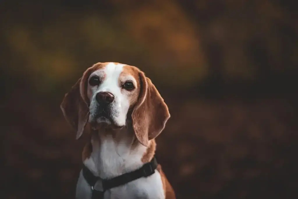 Beagle: Guia Completo da Raça e Cuidados Essenciais | Universo Canino 1 Um belo Cachorro Beagle olhando para frente