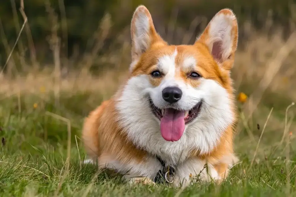 Cachorro saudável e feliz | Guia completo de saúde e bem-estar canino