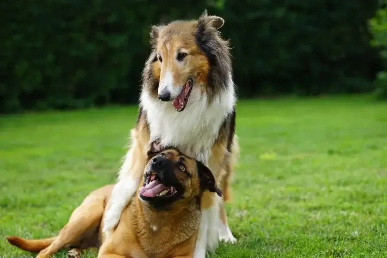 Consulta Veterinária em 5 Minutos: Como Funciona e Seus Benefícios