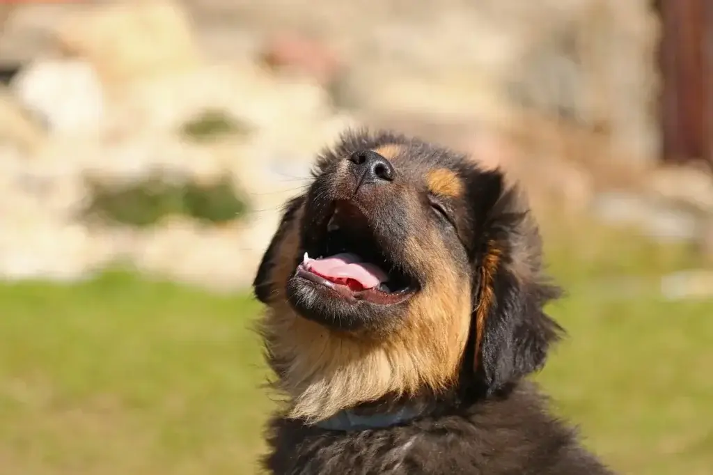 Dicas e Cuidados: Seu Guia Completo para o Bem-Estar Canino